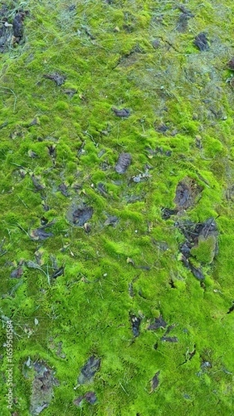 Fototapeta frog in the pond