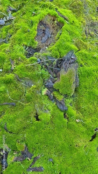 Fototapeta moss on the rocks