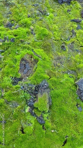 Fototapeta moss on the rocks