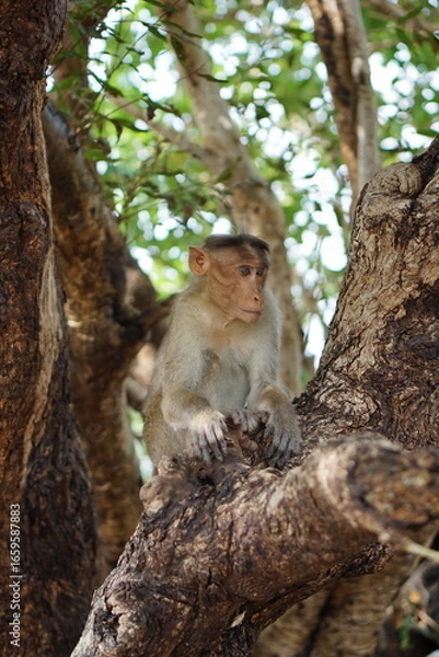 Obraz Monkey on a tree