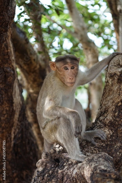 Obraz Monkey on a tree