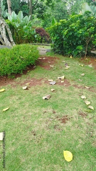 Obraz leaf litter in the garden
