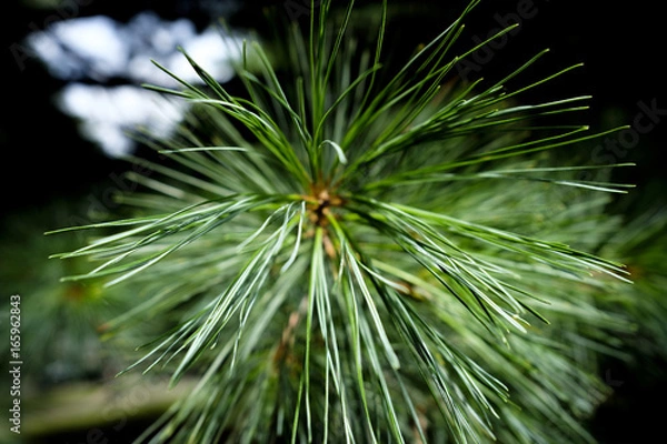Fototapeta Pine Leaf