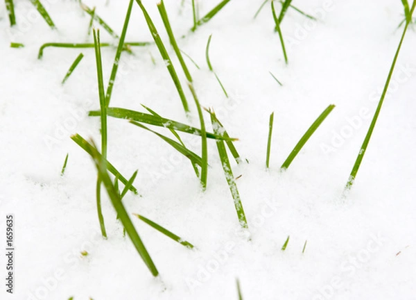 Fototapeta grass & snow