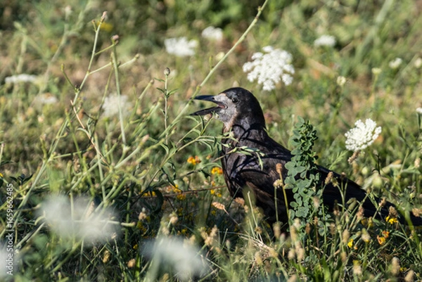 Obraz Crow in grass