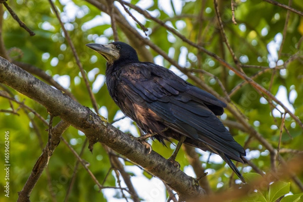Obraz crow on a branch