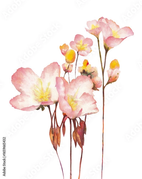 Fototapeta Isolated floral design element. Hand drawn watercolor painting pink Buttercups flowers on white background. Beautiful nature element for design, greeting card, decoration