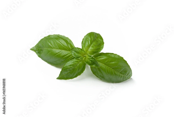Obraz Basil leaves on white background