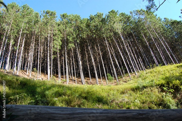 Fototapeta Plantação de pinus eliotis