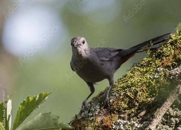 Obraz Gray Catbird in Forest
