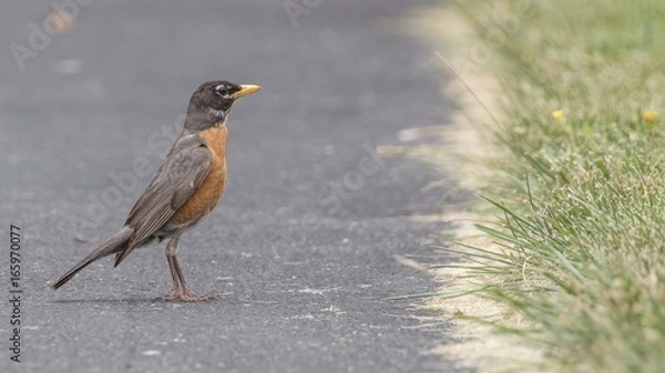 Obraz Poised American Robin