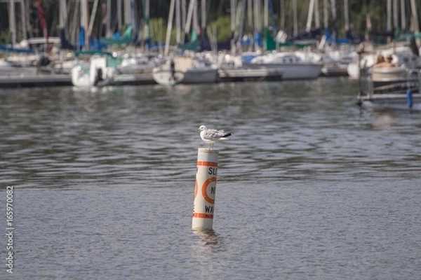 Obraz Seagull on a Buoy