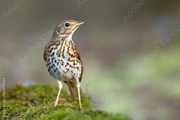 Obraz śpiewak (Turdus philomelos)