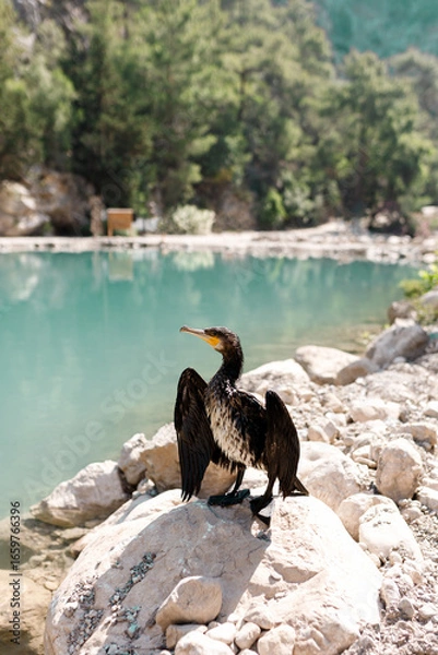 Fototapeta Black cormorant with hooked beak on a rock by a blue lake. Perfect for wildlife,birdwatching,nature and outdoor travel themes.A wild bird in its natural habitat