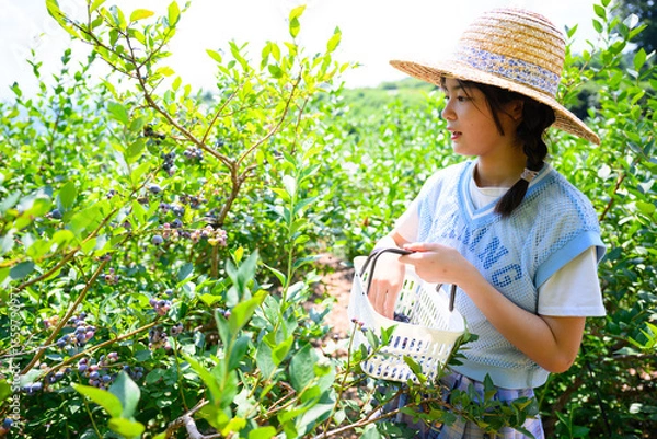 Fototapeta 農園でブルーベリー狩りを楽しむ麦わら帽子の女の子