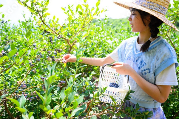 Fototapeta 農園でブルーベリー狩りを楽しむ麦わら帽子の女の子