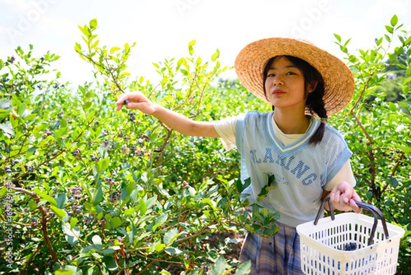 Fototapeta 農園でブルーベリー狩りを楽しむ麦わら帽子の女の子