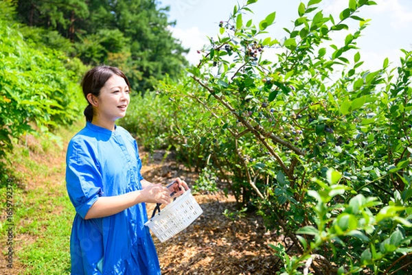 Fototapeta 農園でブルーベリーを摘み取るミドル女性