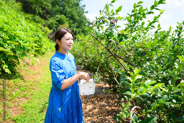Fototapeta 農園でブルーベリーを摘み取るミドル女性
