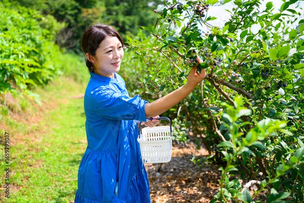 Fototapeta 農園でブルーベリーを摘み取るミドル女性