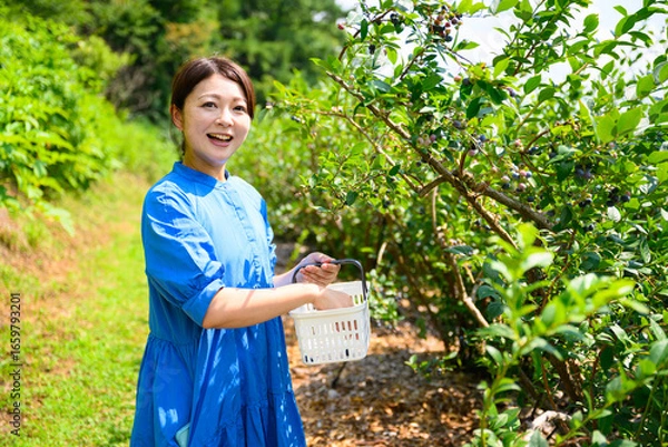 Fototapeta 農園でブルーベリーを摘み取るミドル女性