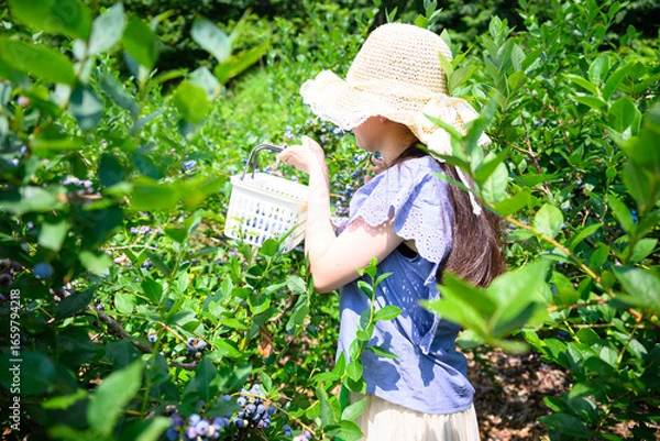 Fototapeta 農園でブルーベリー狩りを楽しむ麦わら帽子の女の子