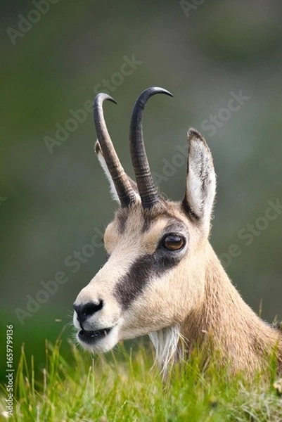 Fototapeta Tatra Mountains