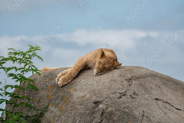 Fototapeta Sleeping Lioness Resting Peacefully on a Large Rock in Natural Habitat