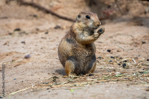 Fototapeta CloseUp of a Prairie Dog Holding Grass in a Desert Environment