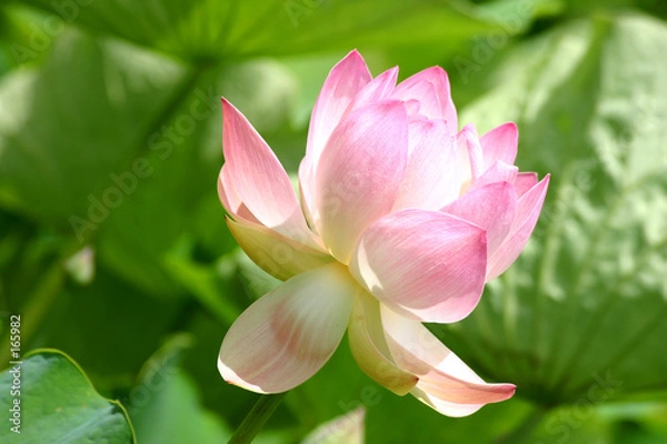 Fototapeta nénuphars jardin pamplemousse ile maurice