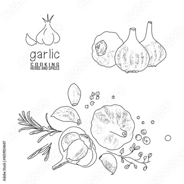 Obraz Hand-drawn garlic with a line art engraved style.