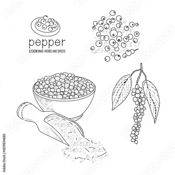 Obraz Hand-drawn pepper with a line art engraved style.
