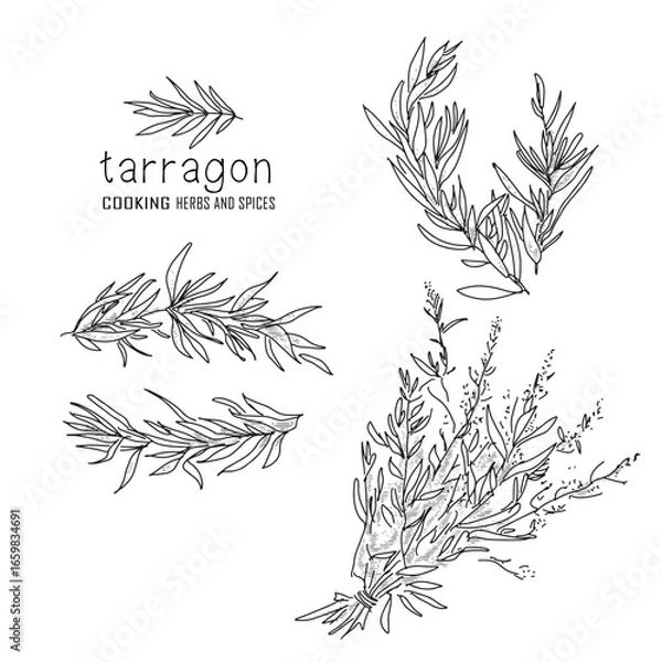 Obraz Hand-drawn tarragon with a line art engraved style.