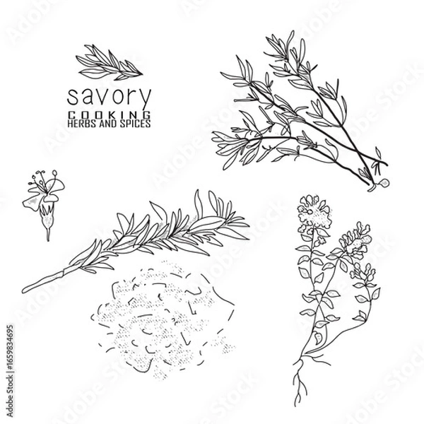 Obraz Hand-drawn savory with a line art engraved style.