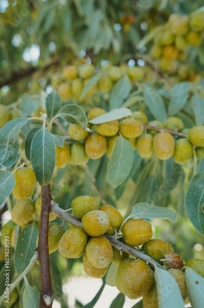 Fototapeta fruit on tree