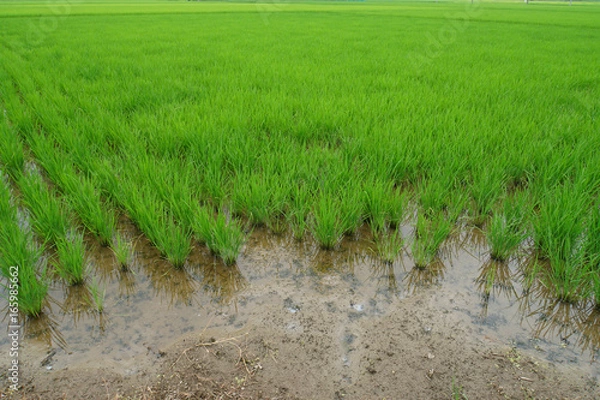 Obraz 田んぼ
