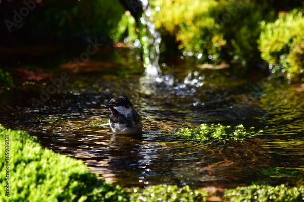 Fototapeta ヒガラの行水