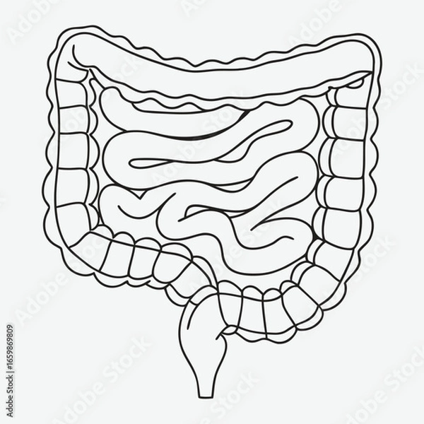 Obraz Human intestines bone line art.