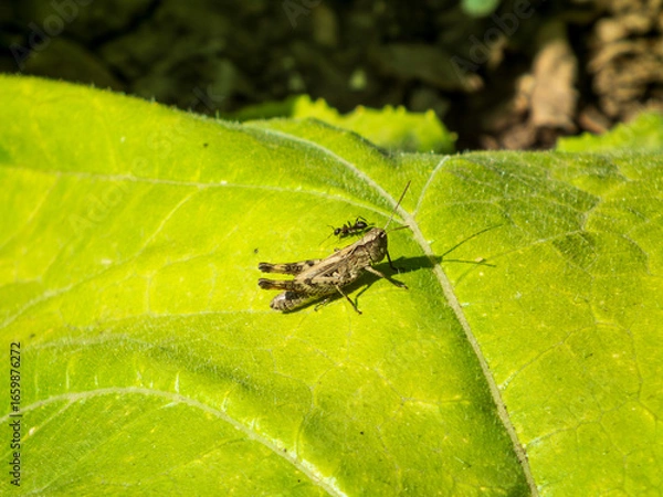 Fototapeta A Grasshopper and Ant on a Green Leaf