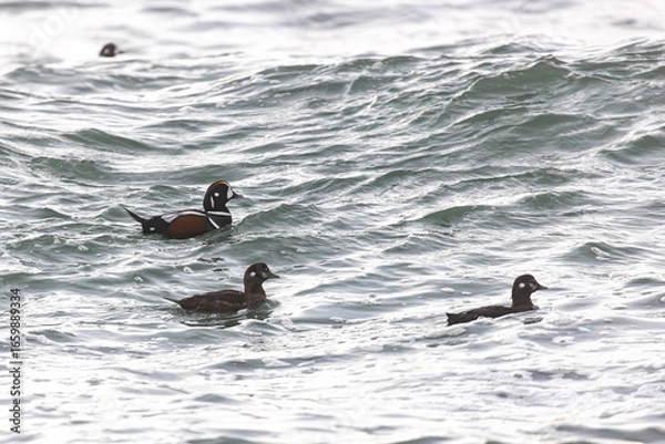 Fototapeta A flock of Harlequin ducks swims across the sea