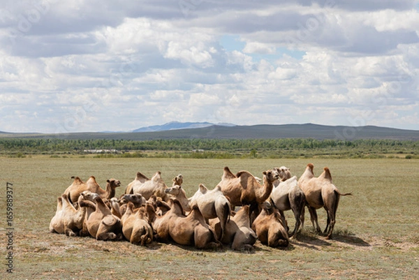 Fototapeta A herd of camels resting in the steppe