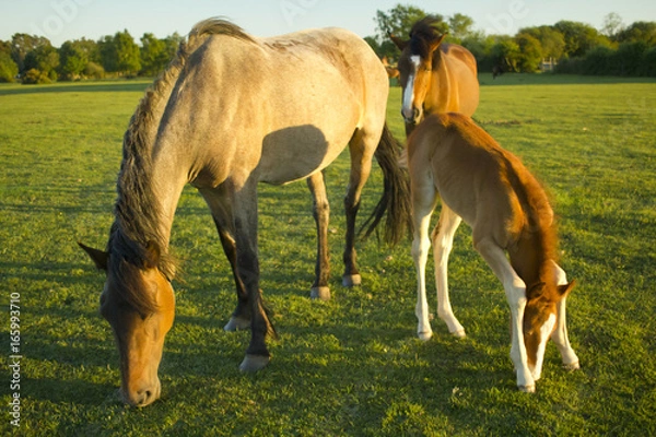 Obraz お食事中の馬親子とそれを見守る馬