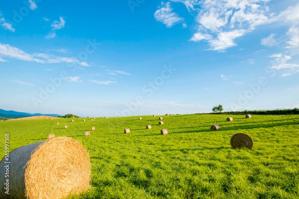 Obraz 牧草ロール
