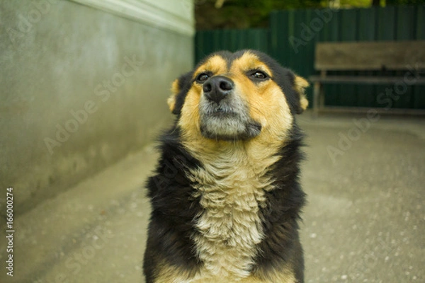 Obraz グルジアの犬