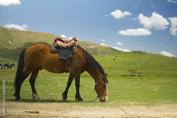 Obraz 馬、山、青空
