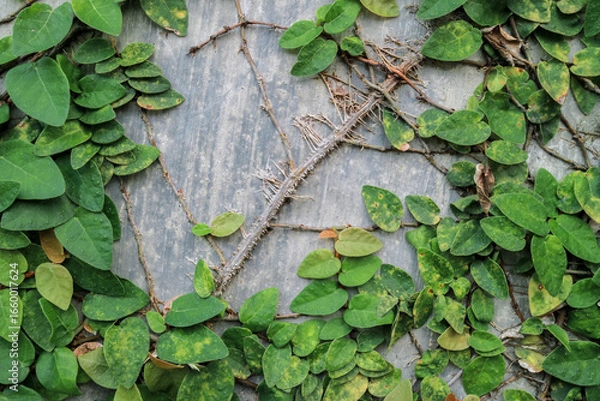 Fototapeta Green ivy climbs a grey concrete wall with a natural pattern. Perfect for backgrounds, naturethemed designs, gardening articles, and web banners.