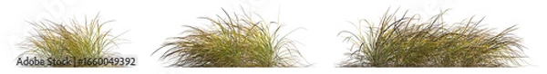Fototapeta Anemanthele lessoniana grass isolated png on a transparent background premium cutout (Stipa arundinacea, Pheasant's Tail Grass or Gossamer Grass)