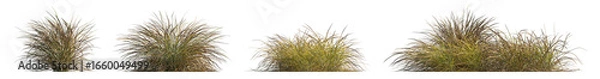 Fototapeta Anemanthele lessoniana grass isolated png on a transparent background premium cutout (Stipa arundinacea, Pheasant's Tail Grass or Gossamer Grass)