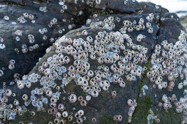 Obraz barnacle group on the beach
