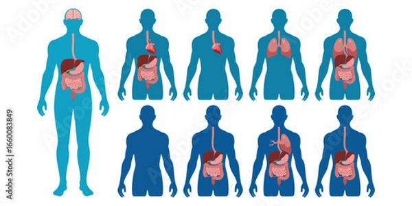 Obraz Illustration of human body silhouettes with highlighted digestive organs, showing anatomy and stages of the digestive system for educational use